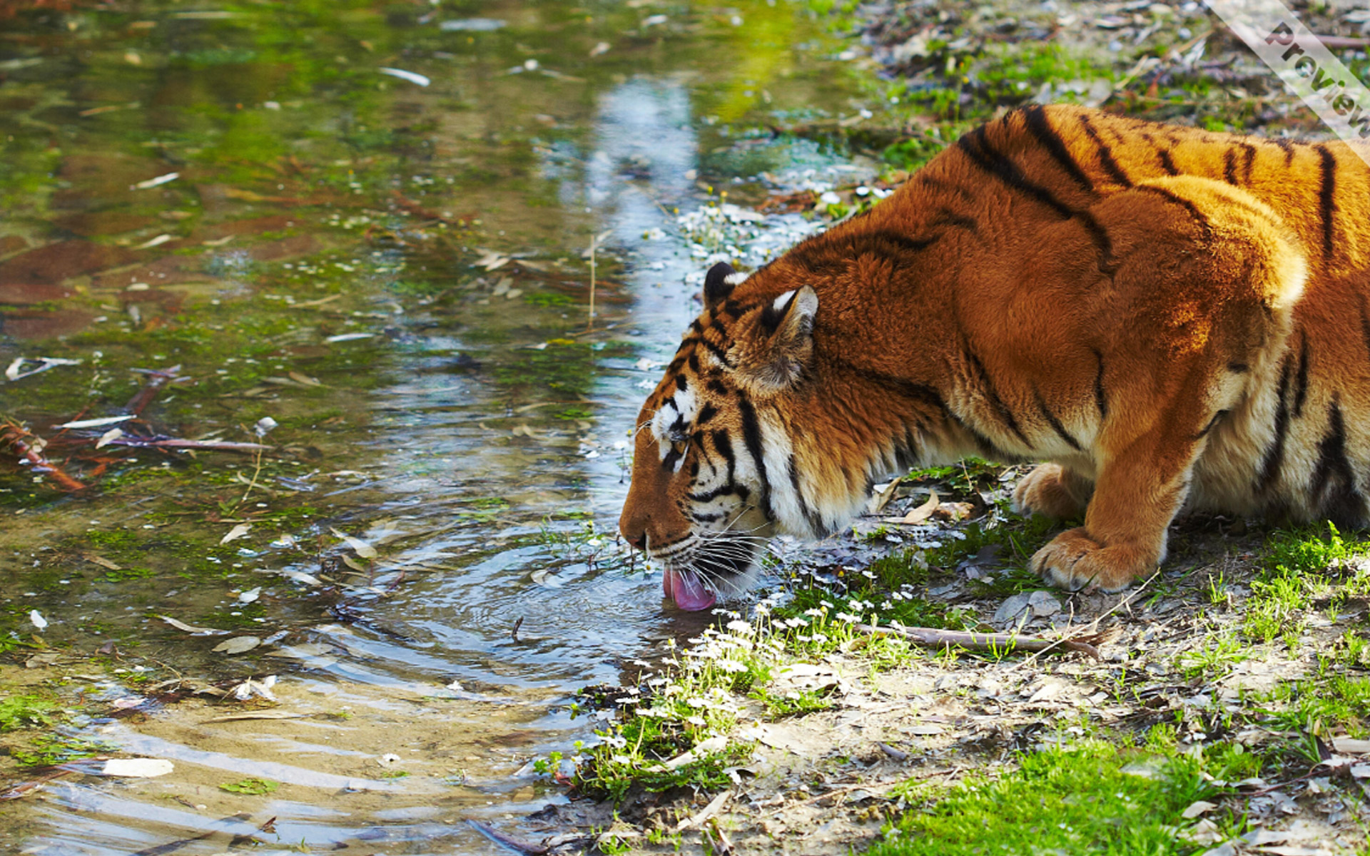 Royal Bengal Tiger