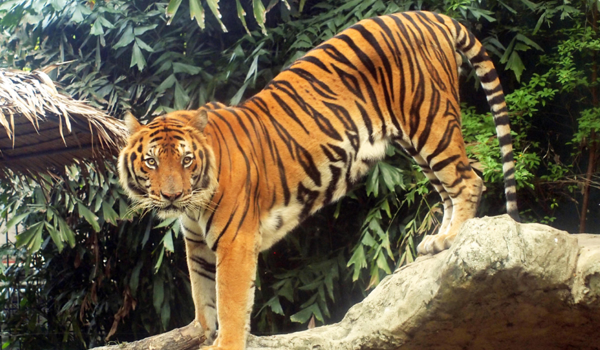 Royal Bengal Tiger Sundarban