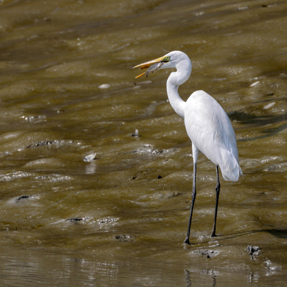 Bird Sanctuary