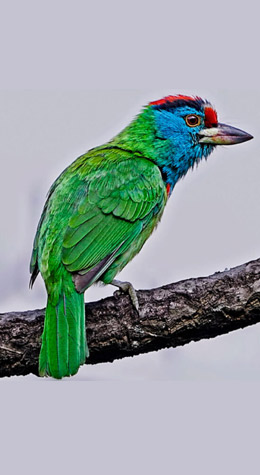 Sundarbans Forest Birds