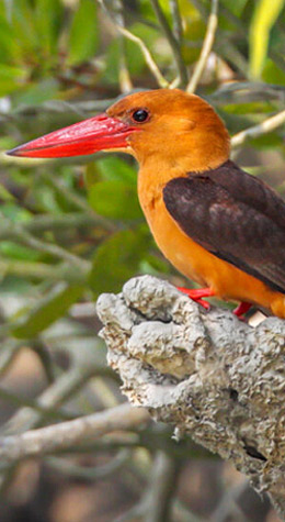 Sundarbans Forest Birds