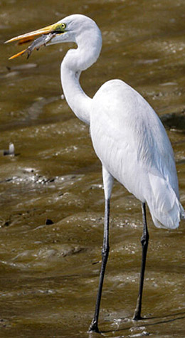 Sundarban Bird Sanctuary