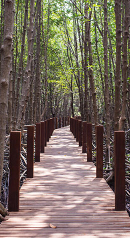 Sundarban Jungle Road